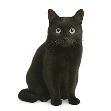 a black cat sitting down looking at the camera