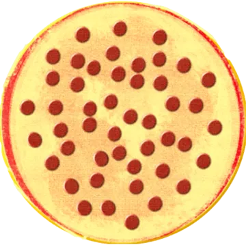 an image of a pizza on a white background