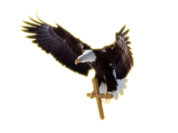 an eagle flying in the air with its wings spread