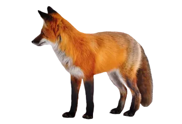a red fox standing in front of a white background