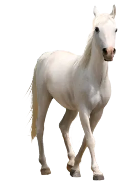 a white horse