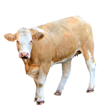 a brown and white cow standing on a white background