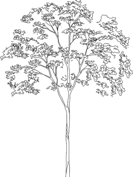 a black and white drawing of a tree