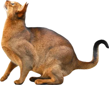a cat sitting on the ground looking up