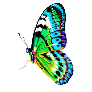 a colorful butterfly on a white background