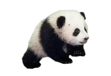 a black and white panda bear