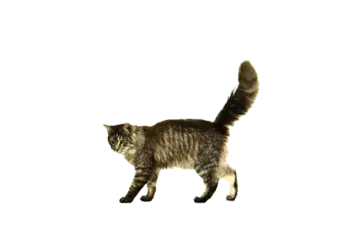 a cat is walking on a white surface