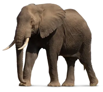 an elephant standing in front of a white background