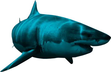 a great white shark swimming in the ocean