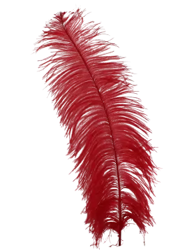 red feathers on a white background