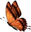 an orange butterfly on a white background