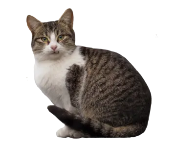a cat is sitting on a white surface