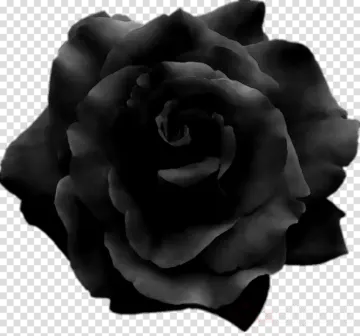 a black rose on a transparent background