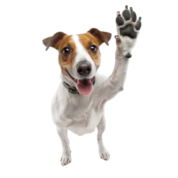 a dog with its paw raised in the air