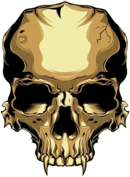 a human skull on a white background