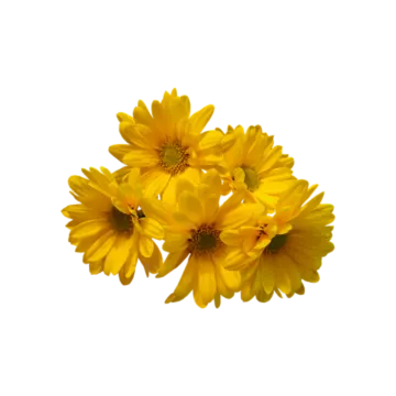 three yellow flowers on a white background