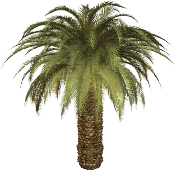 a palm tree on a white background