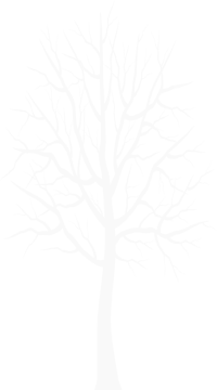 a white tree with no leaves on it
