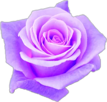 a purple rose flower on a white background