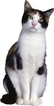 a black and white cat sitting on the ground