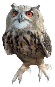 an owl with orange eyes and a white background