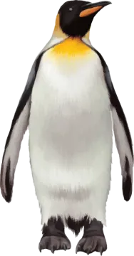 an illustration of a penguin