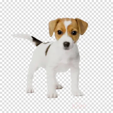 a small white and brown dog standing on a transparent background