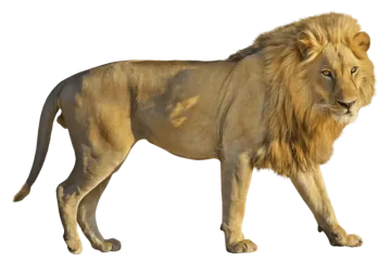 a lion walking on a white background