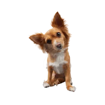 a small brown and white dog sitting down