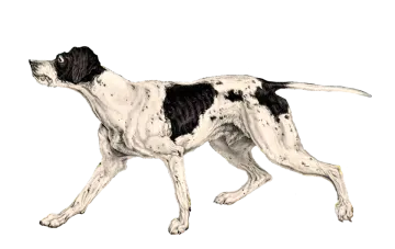 a black and white dog