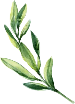 a watercolor painting of an olive branch