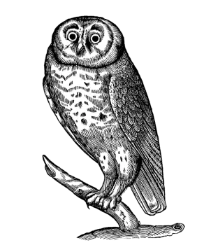 a black and white owl sitting on a branch