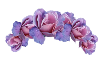 a bunch of purple flowers on a white background