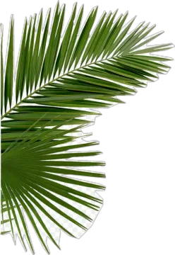 a palm leaf on a white background