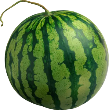 a watermelon on a white background