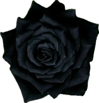 a black rose on a white background