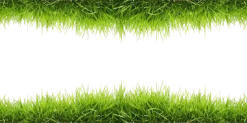a green grass border on a white background