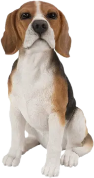 a beagle dog sitting on the ground