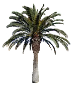 a palm tree on a white background