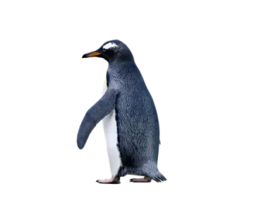 a penguin standing in front of a white background