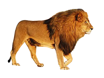 a lion walking on a white background
