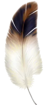 a feather on a white background