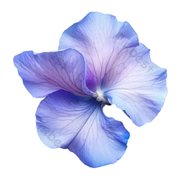 a purple and blue flower on a white background