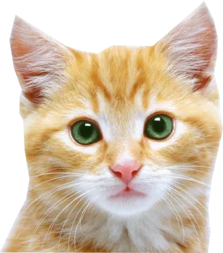 a close up of a cat with green eyes