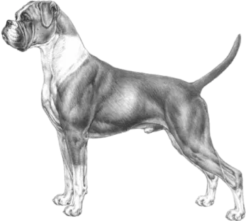 a drawing of a great dane dog