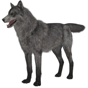 a gray wolf standing on a white background