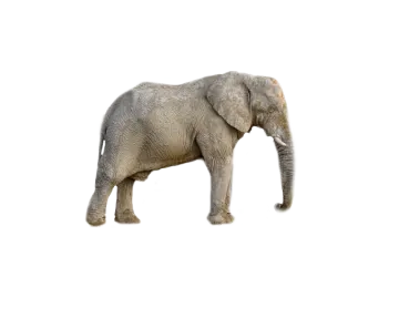 an elephant standing in front of a white background