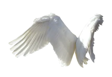 a white bird with its wings spread out