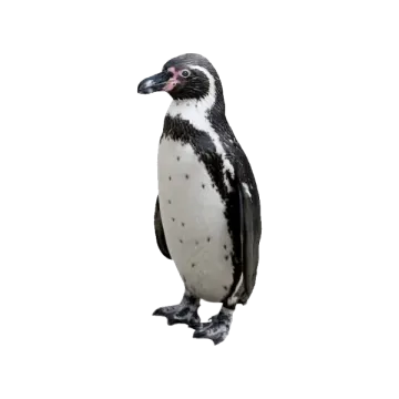a black and white penguin standing on a white background