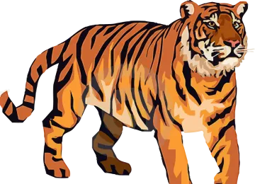 a tiger standing on a white background